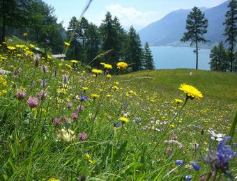 Blumenwiese in Reschen