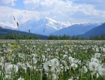 Pusteblumen und weiße Bergspitzen