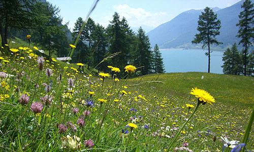 Blütenzauber Reschensee Blütenzauber Reschensee